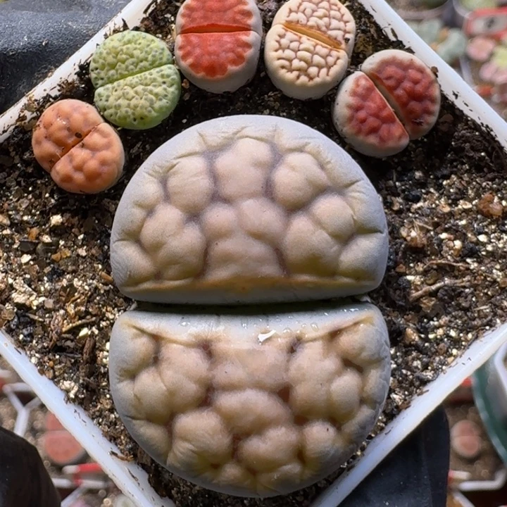 生石花1111111。  163
