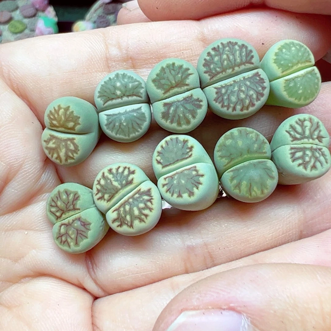 松***墨精致优秀的肉肉910-101