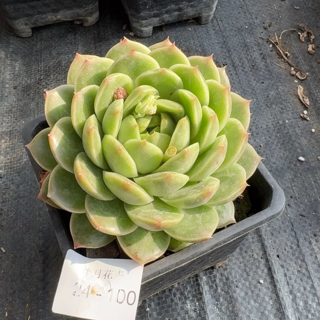 多肉杂交一物一拍24-100