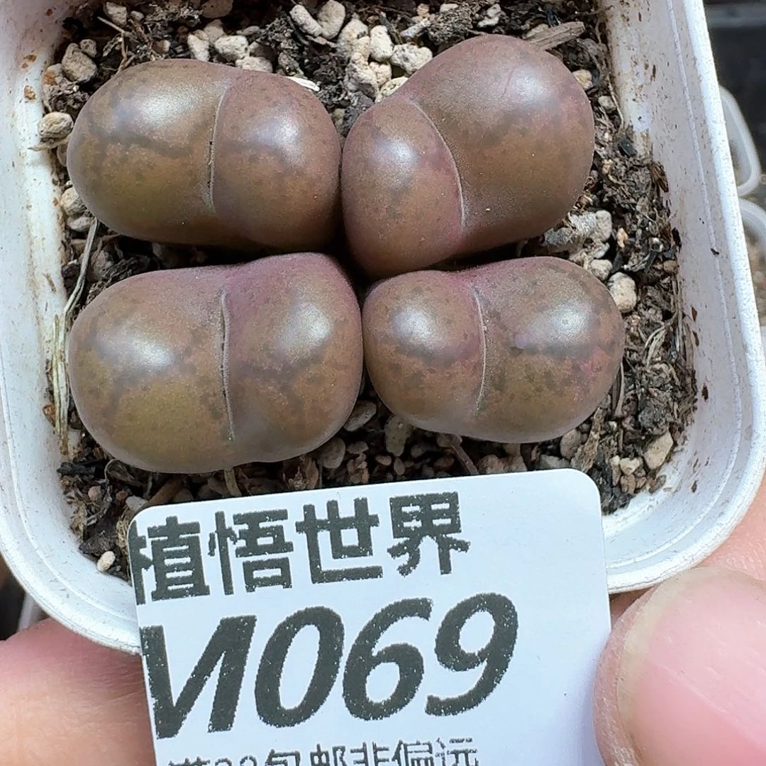多肉植物的润泽地方法