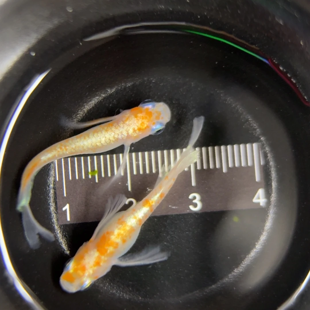 青鳉鱼观背青鳉 真长鳍赤壁红白13