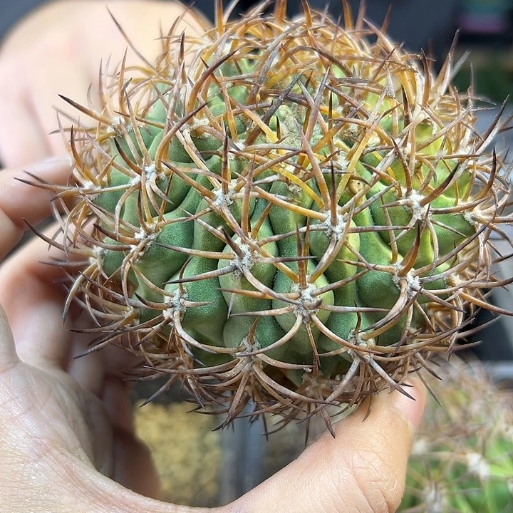 自根500津玉含刺8.5公分
