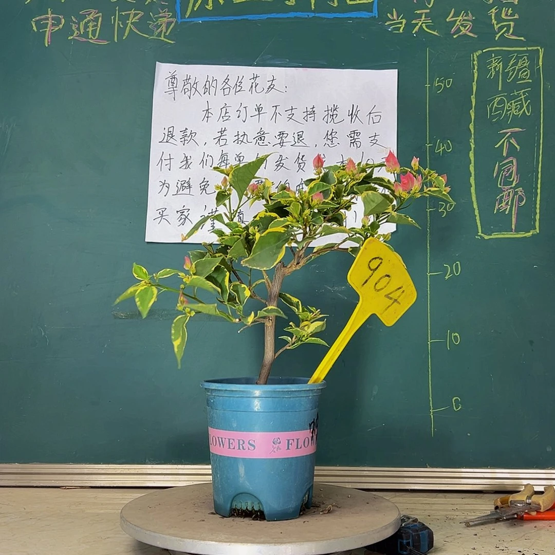 当前无花栽培后可以开花  蜡染粉  904