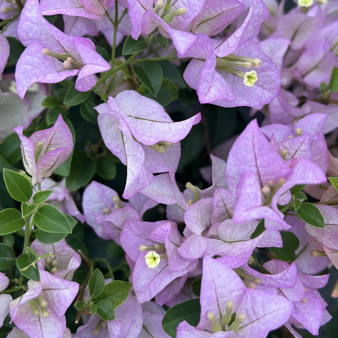 【丽娜】四季开花勤花（落花落叶不售后一个月内换盆不售后）源宝