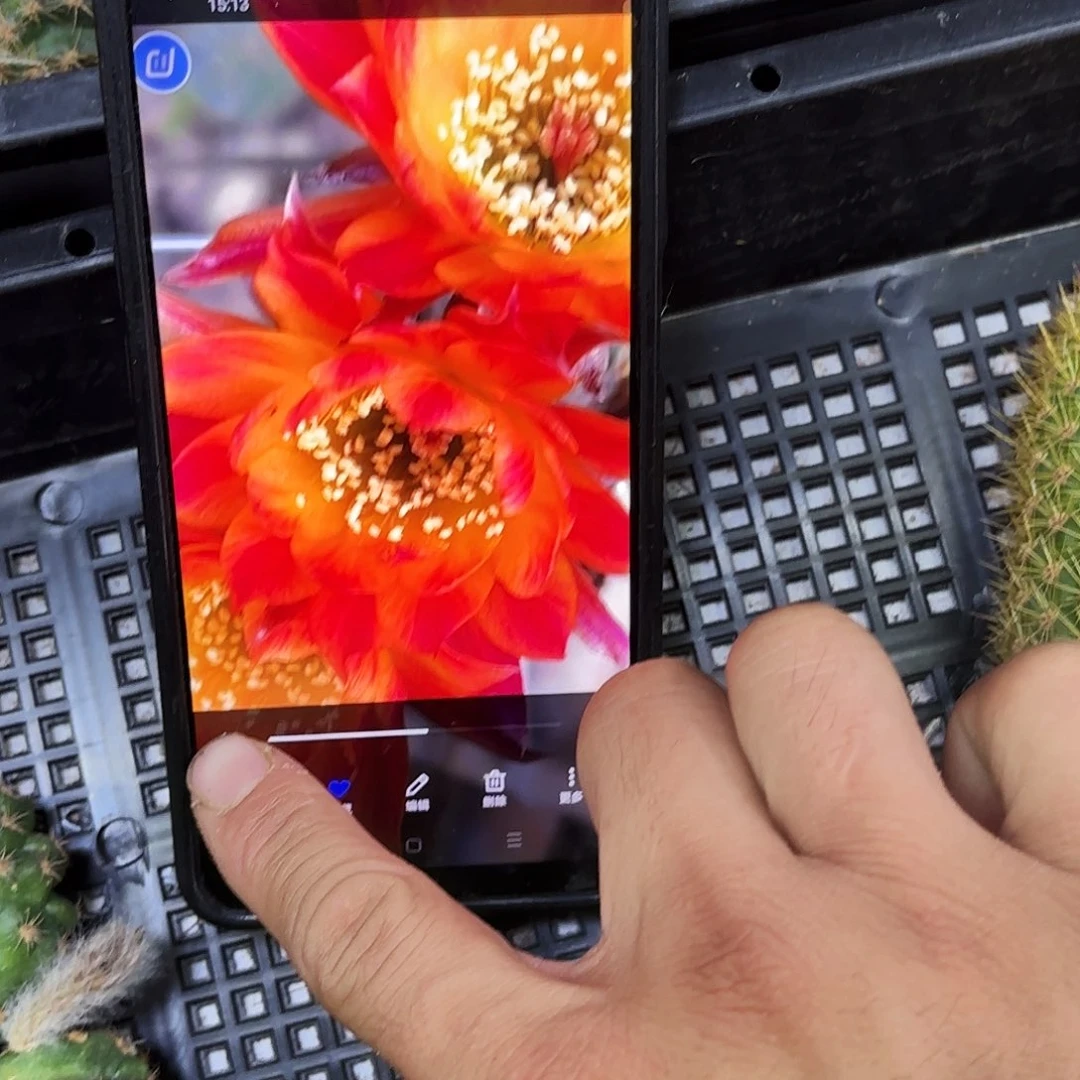 笑脸彩侧牙20包邮钱仙人球32