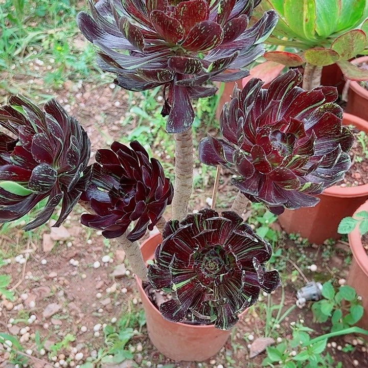 唯***依水墨丹青1151多肉植物