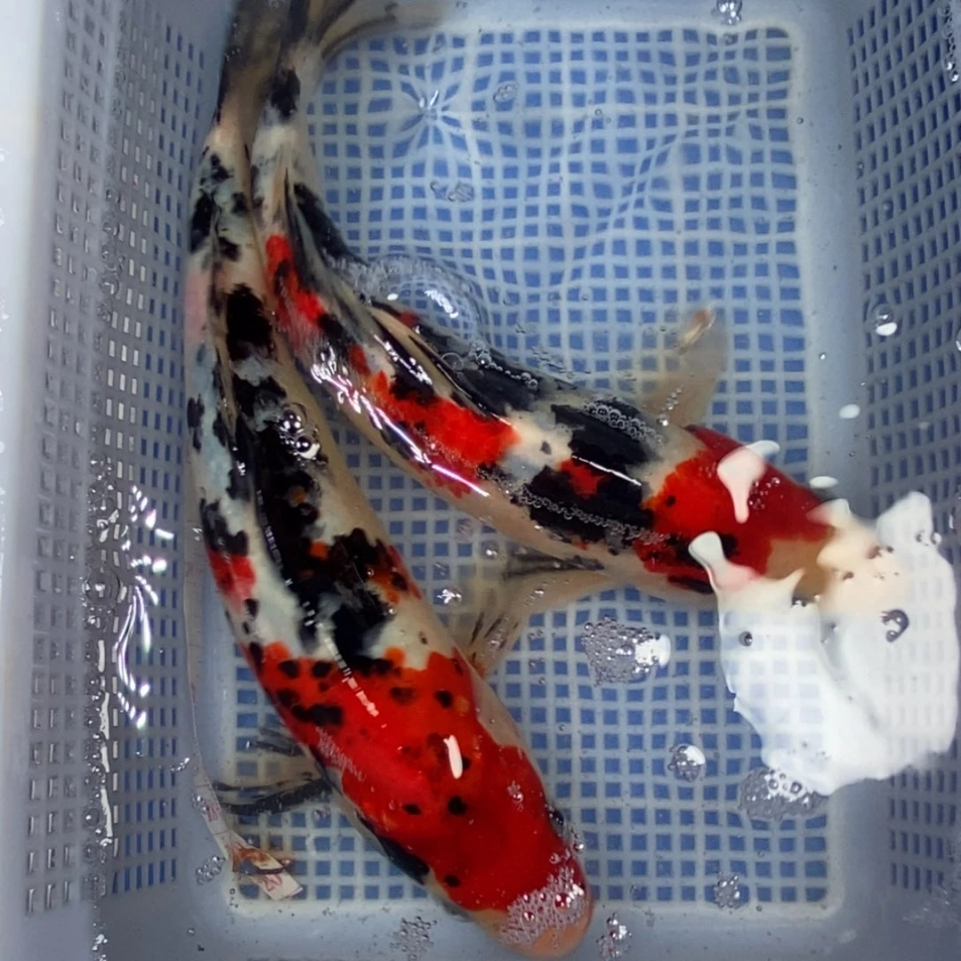 锦鲤冷水锦鲤包邮