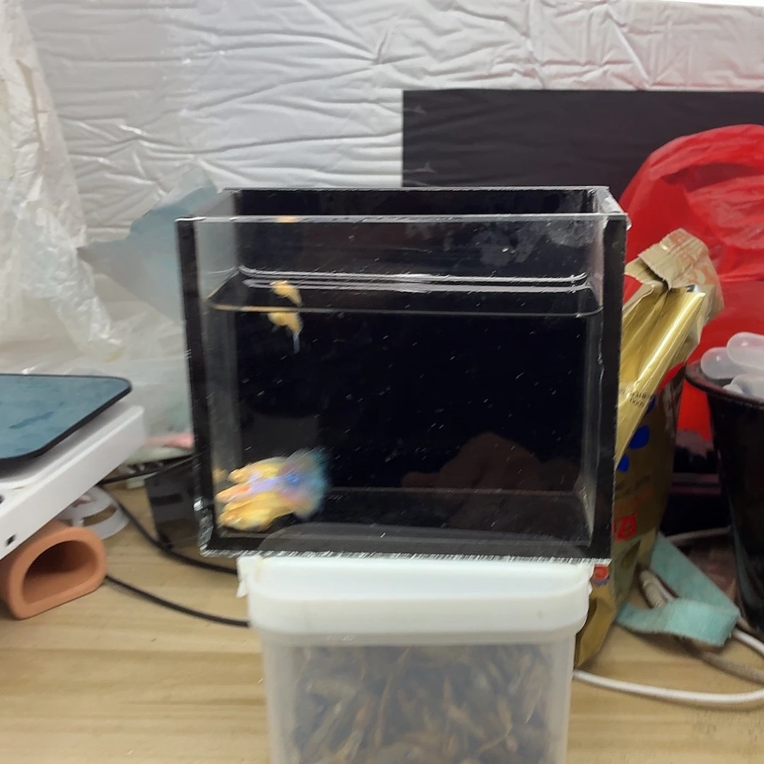 孔雀鱼天使彩虹五条