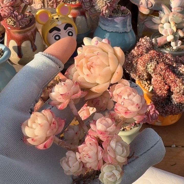 依*多肉哈哈哈哈哈哈哈