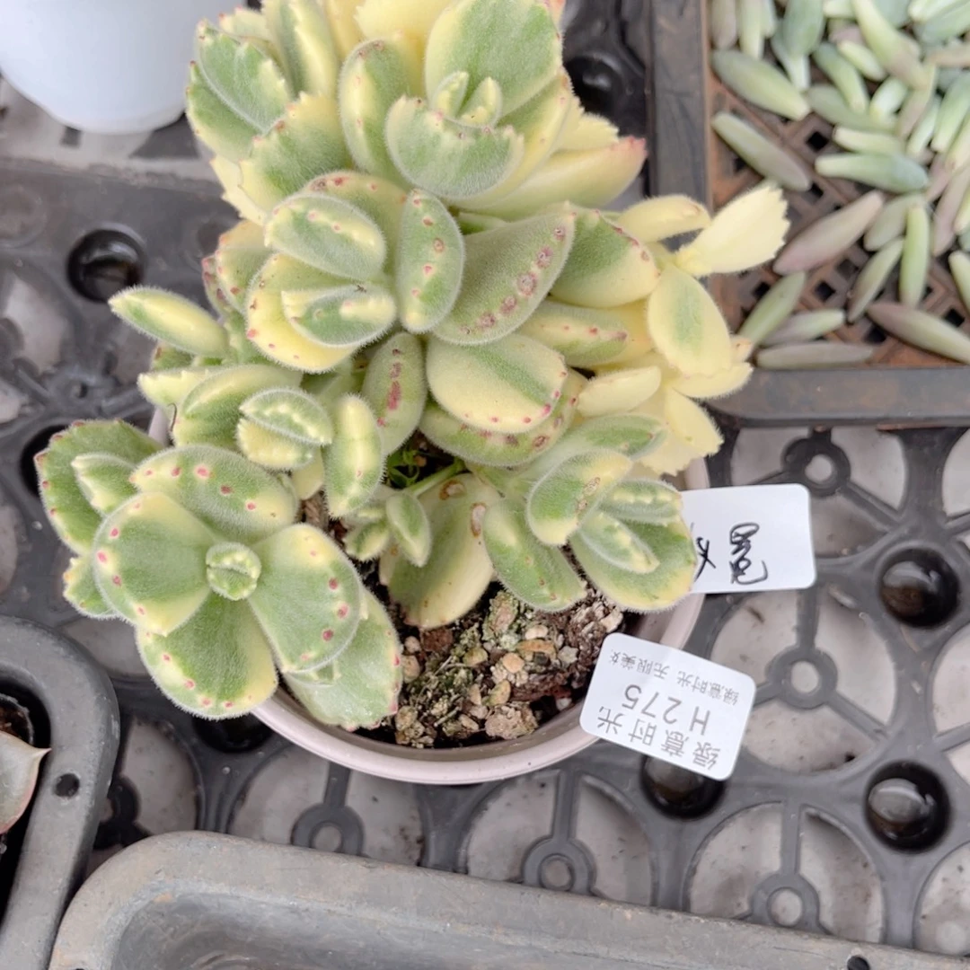 仪***q275 熊掌锦 带陶瓷盆发货 满28包邮