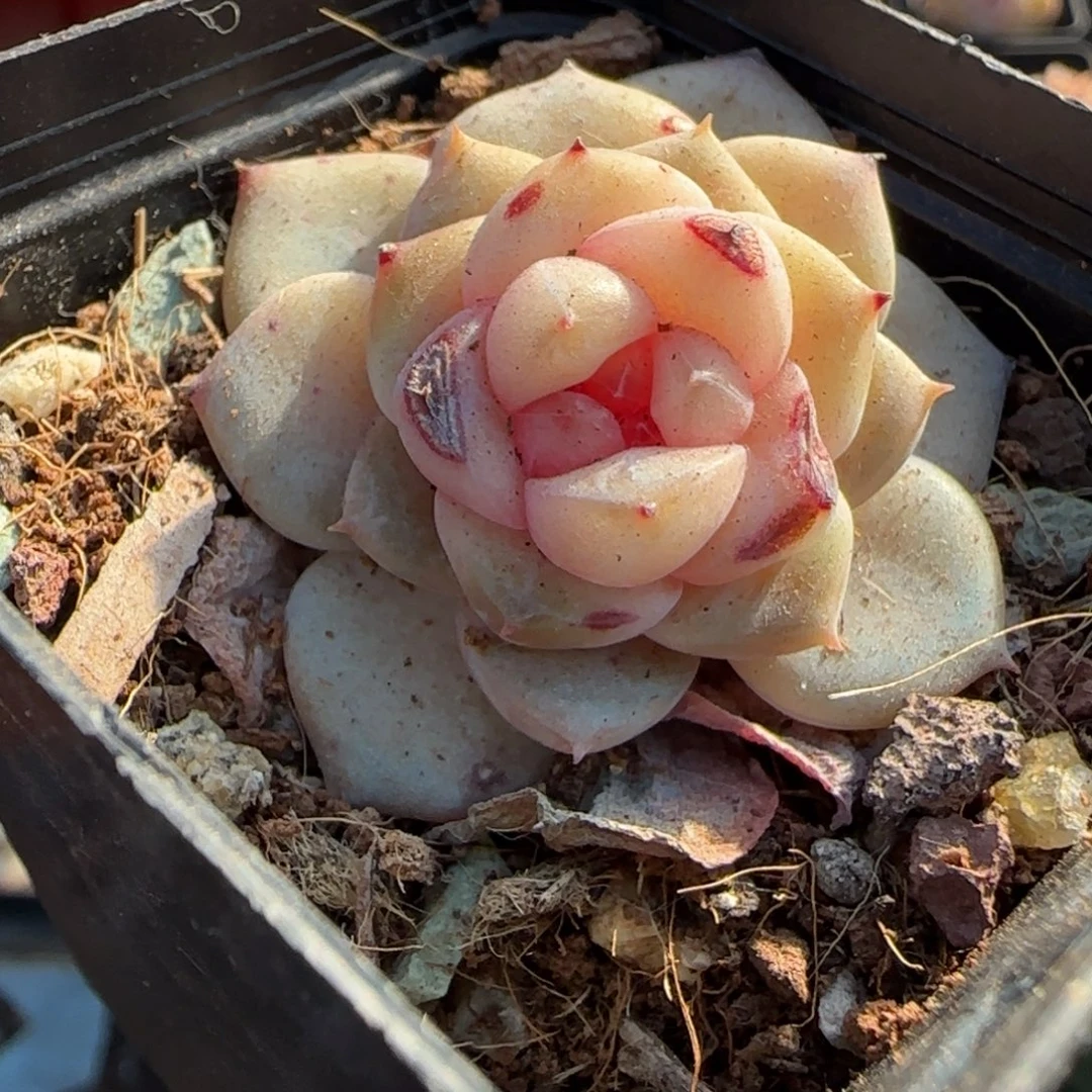 多肉小卡拉米糖心一物一拍