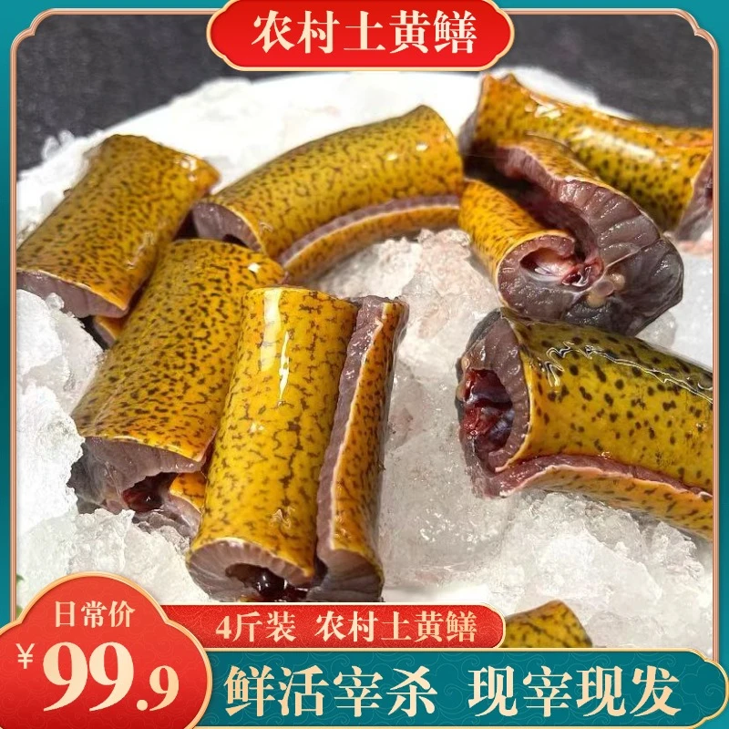 BK【4斤新鲜活鱼宰杀】4斤新鲜鳝鱼黄鳝段带骨鳝鱼段杀好切段发货