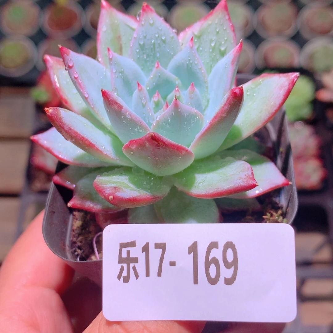 乐然17-169 粉蓝鸟
