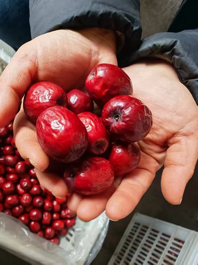 稷山板枣 精品特级板枣