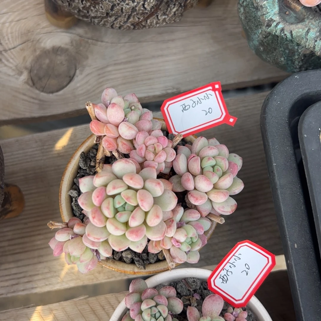 多肉植物多肉植物