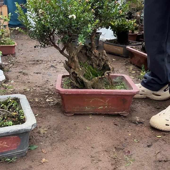 五***品无花朵哈哈哈哈哈