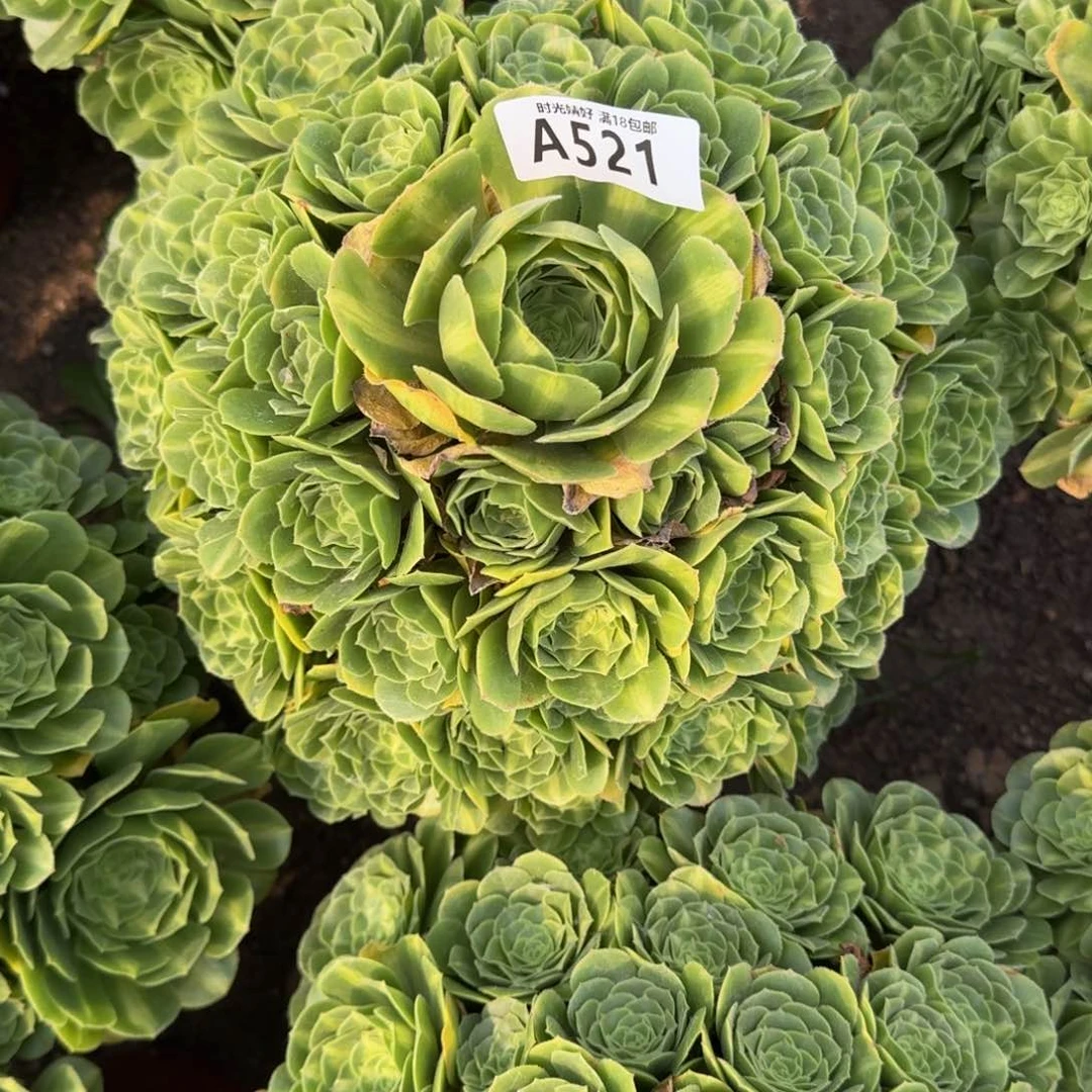 521翡翠琉璃多肉植物