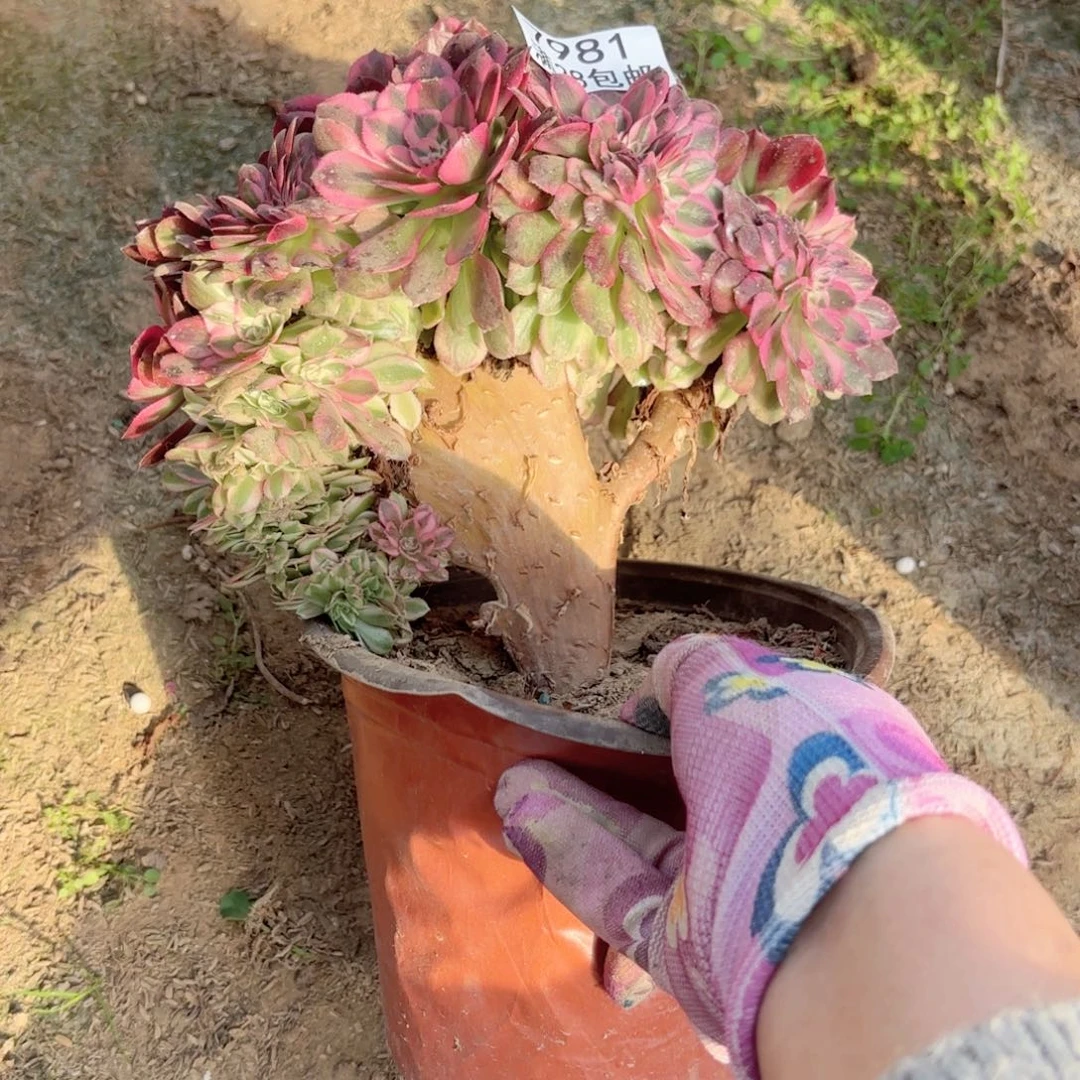 A. 7981万白缀多肉