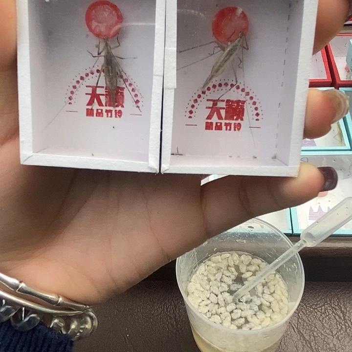 天籁黑紫竹蛉两只