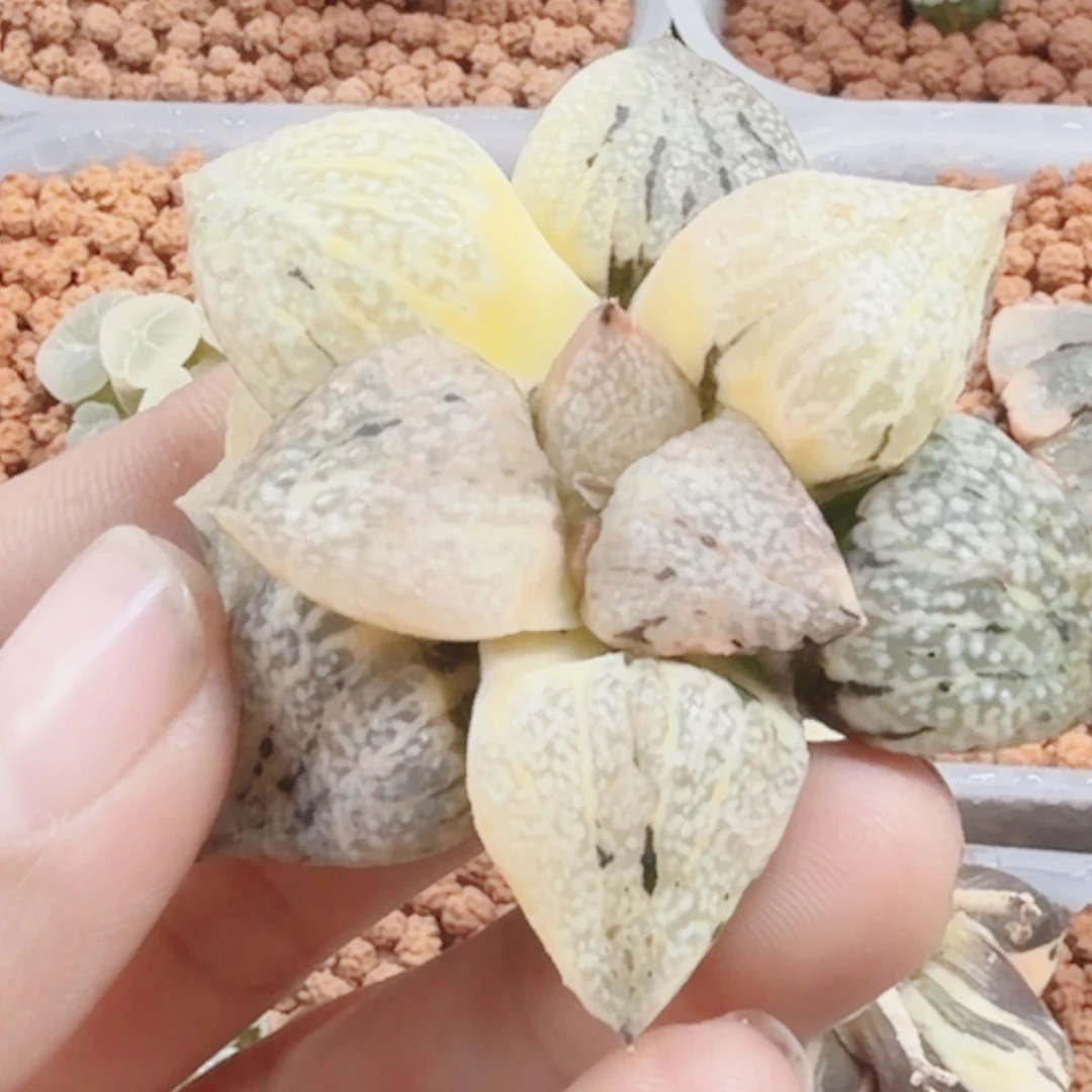 十二卷大久保白银锦无根