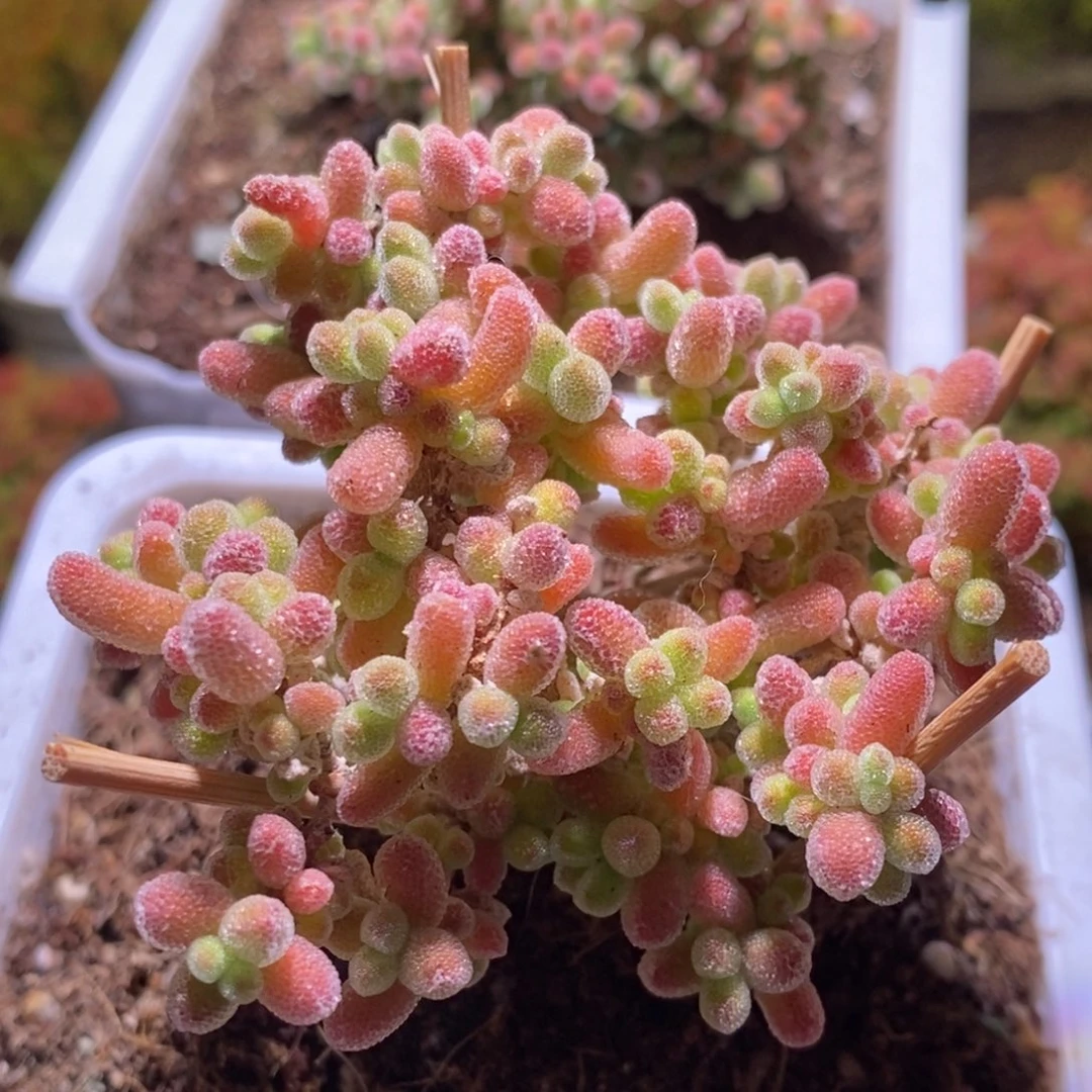 *‍***冰晶枝干番杏D905D693