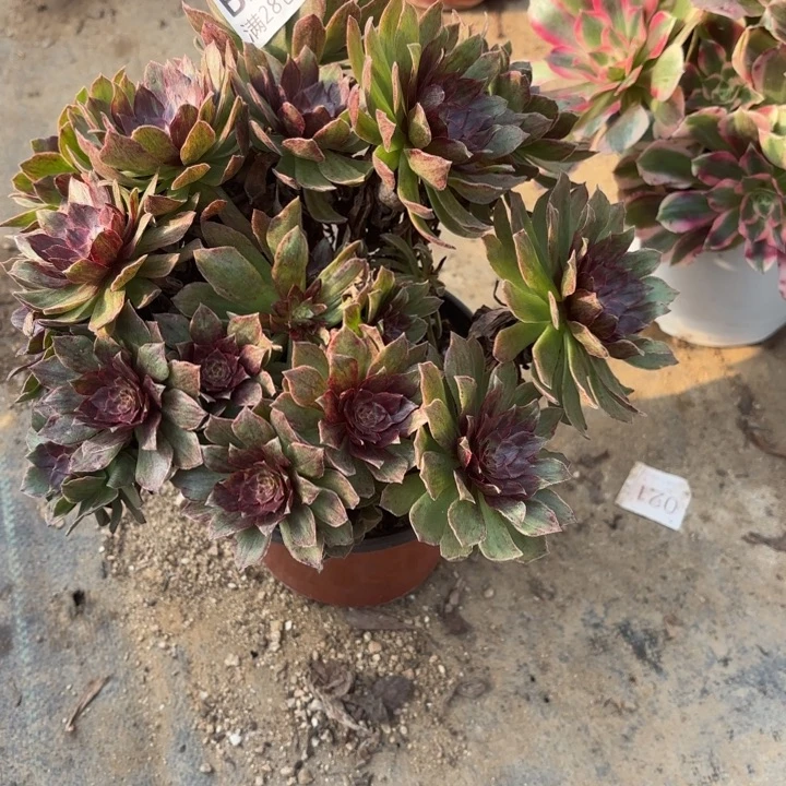 红丝绒多肉处理不包断头294