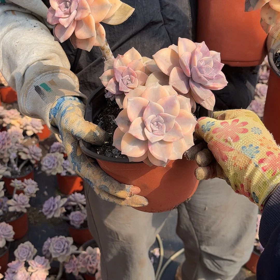 不****3多肉植物紫乐景Z32