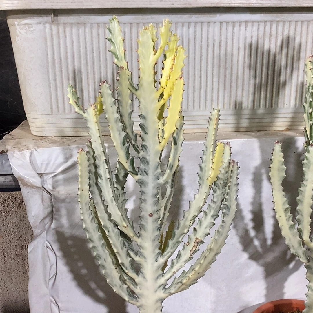 无花朵白龙骨一物一拍