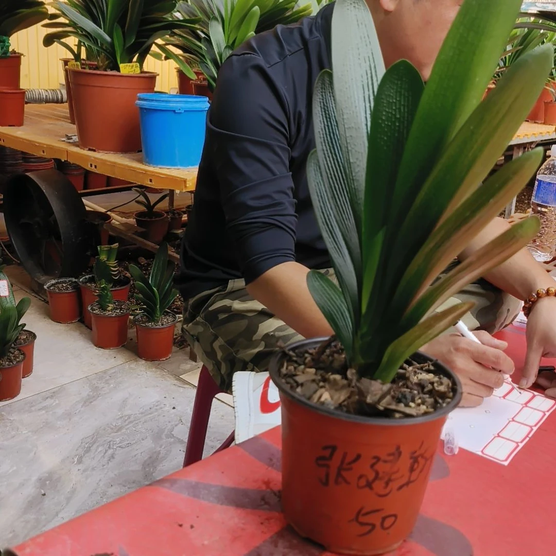 山***谷当前无花栽培后可以开花