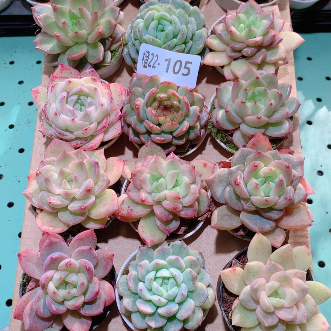 22-105一物一拍多肉带盆18颗