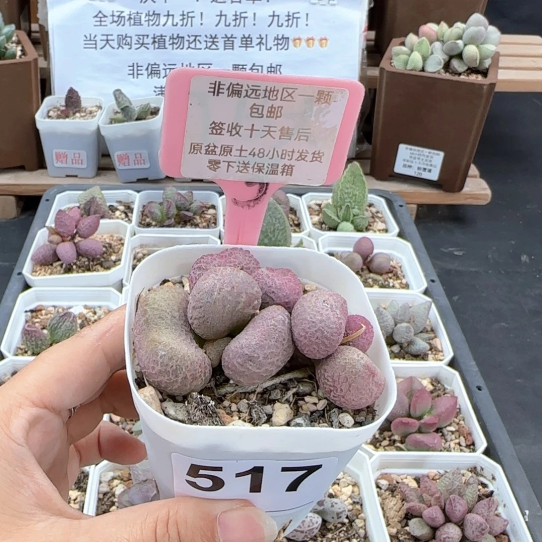 517亚当多肉植物微瑕