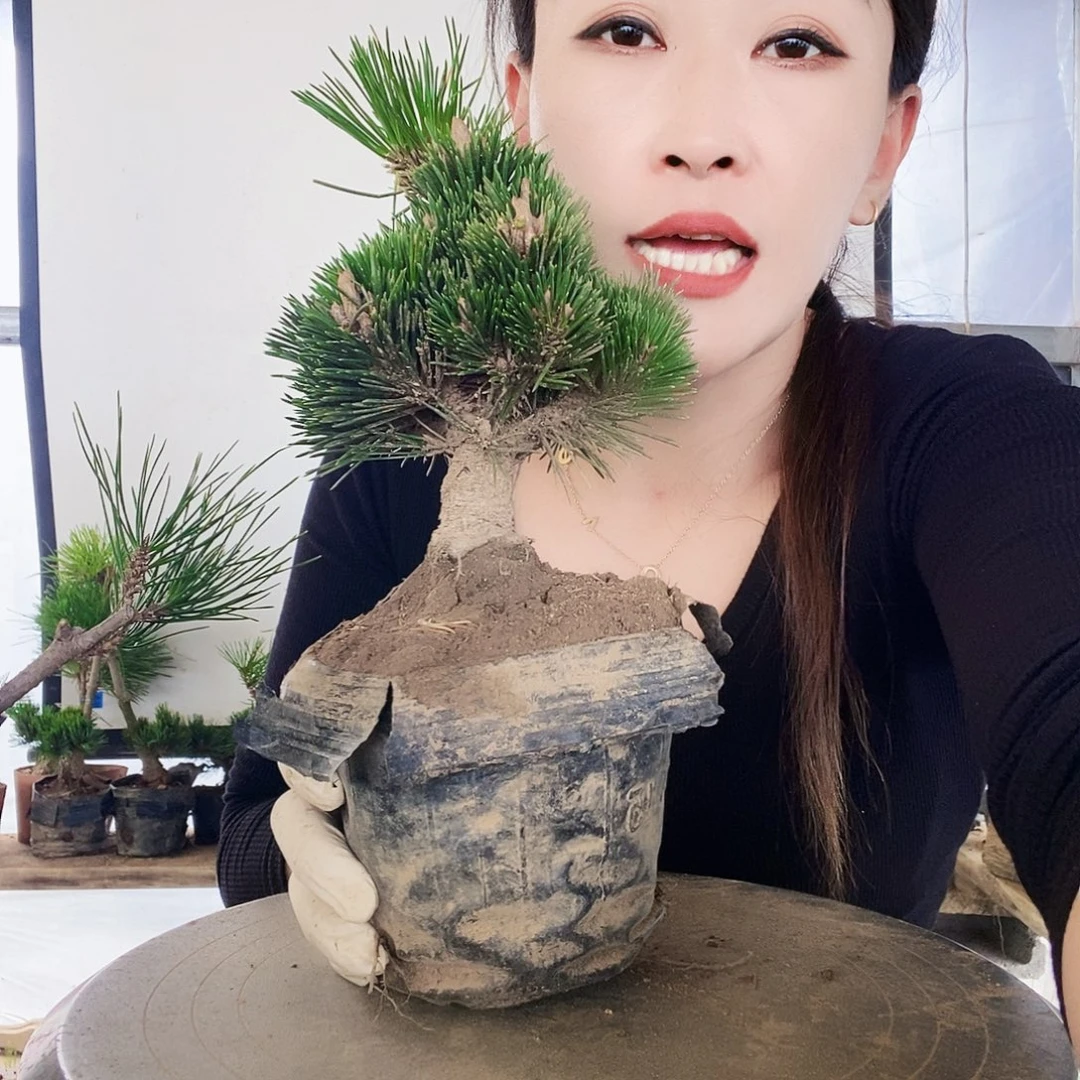 无花朵植物形态多年生草本