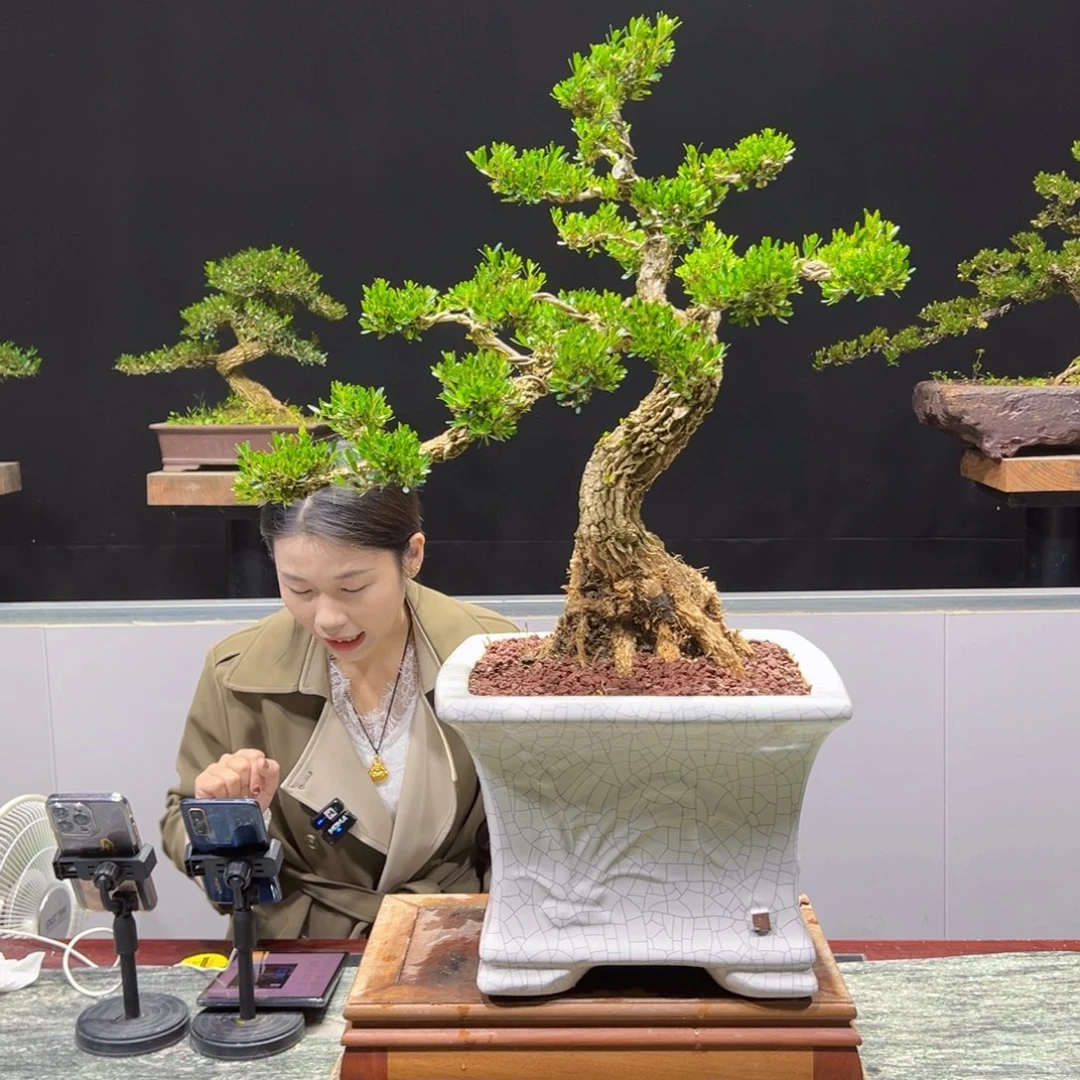 黄杨盆景老桩四季长青厦****艺