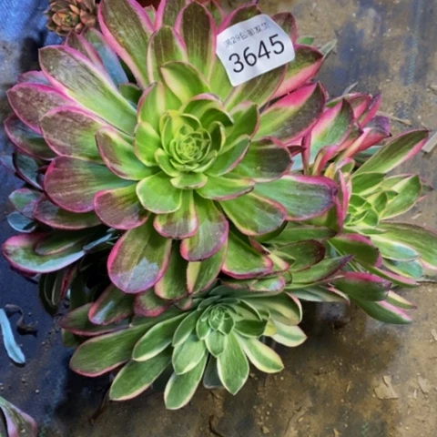 孔雀翎多肉植物3645