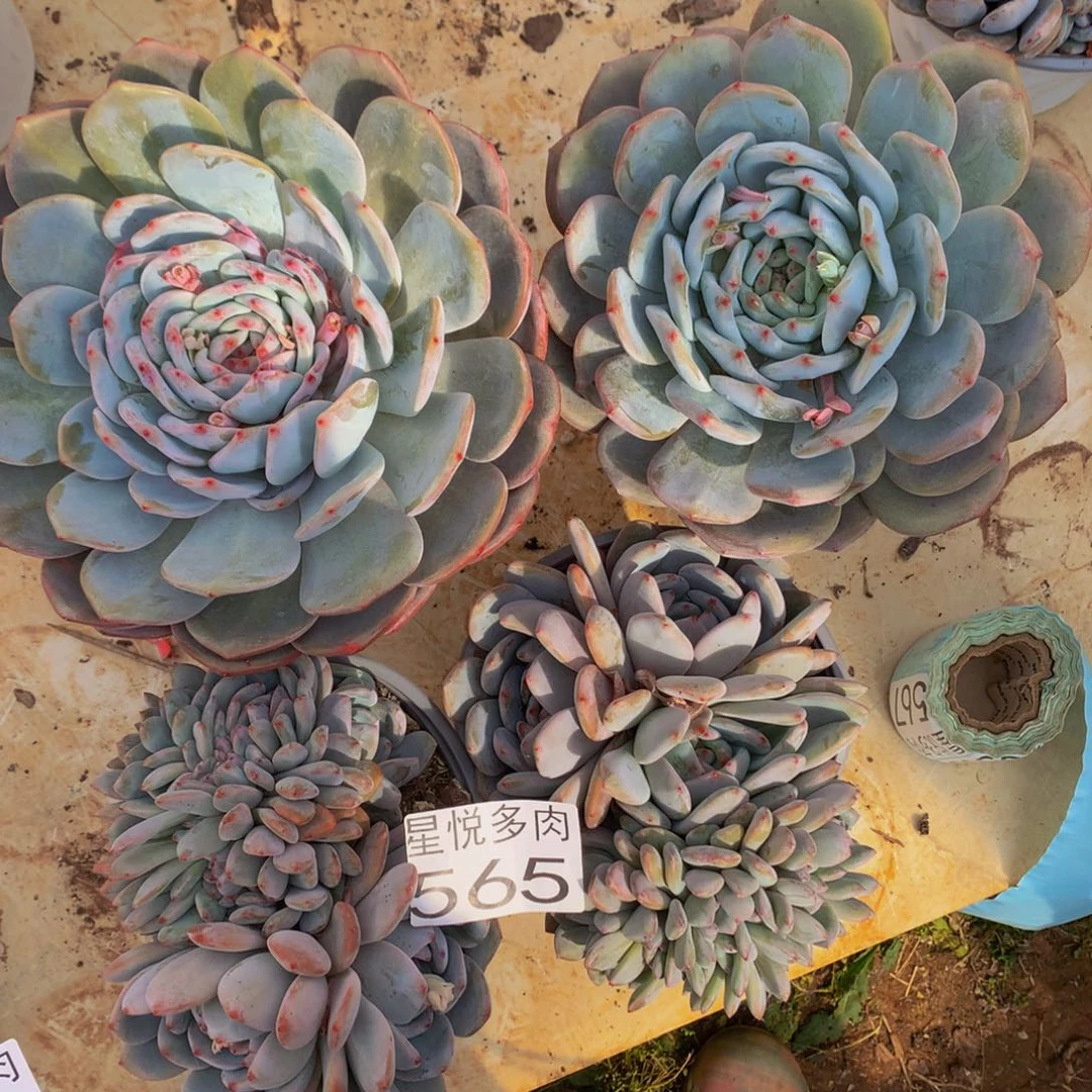 木*星悅多肉 星影缀565