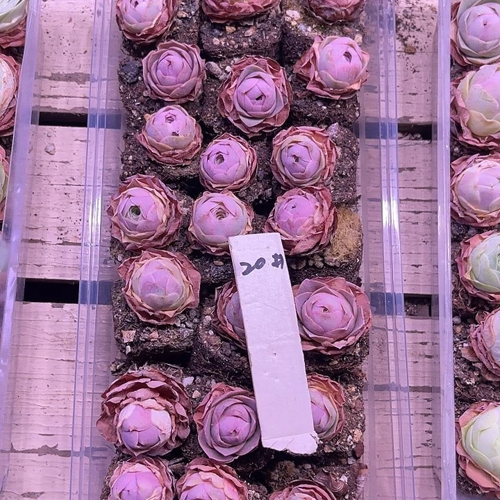 山地玫瑰20号，一物一拍21颗2cm左右