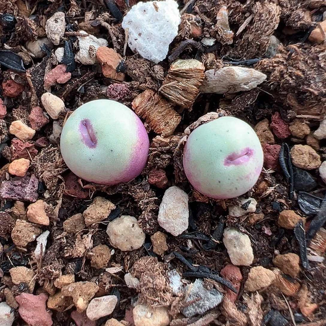 双头贝特嘴 多肉肉锥