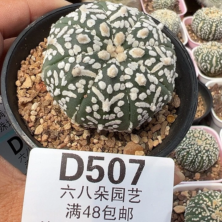 用***6507号实生兜多肉植物