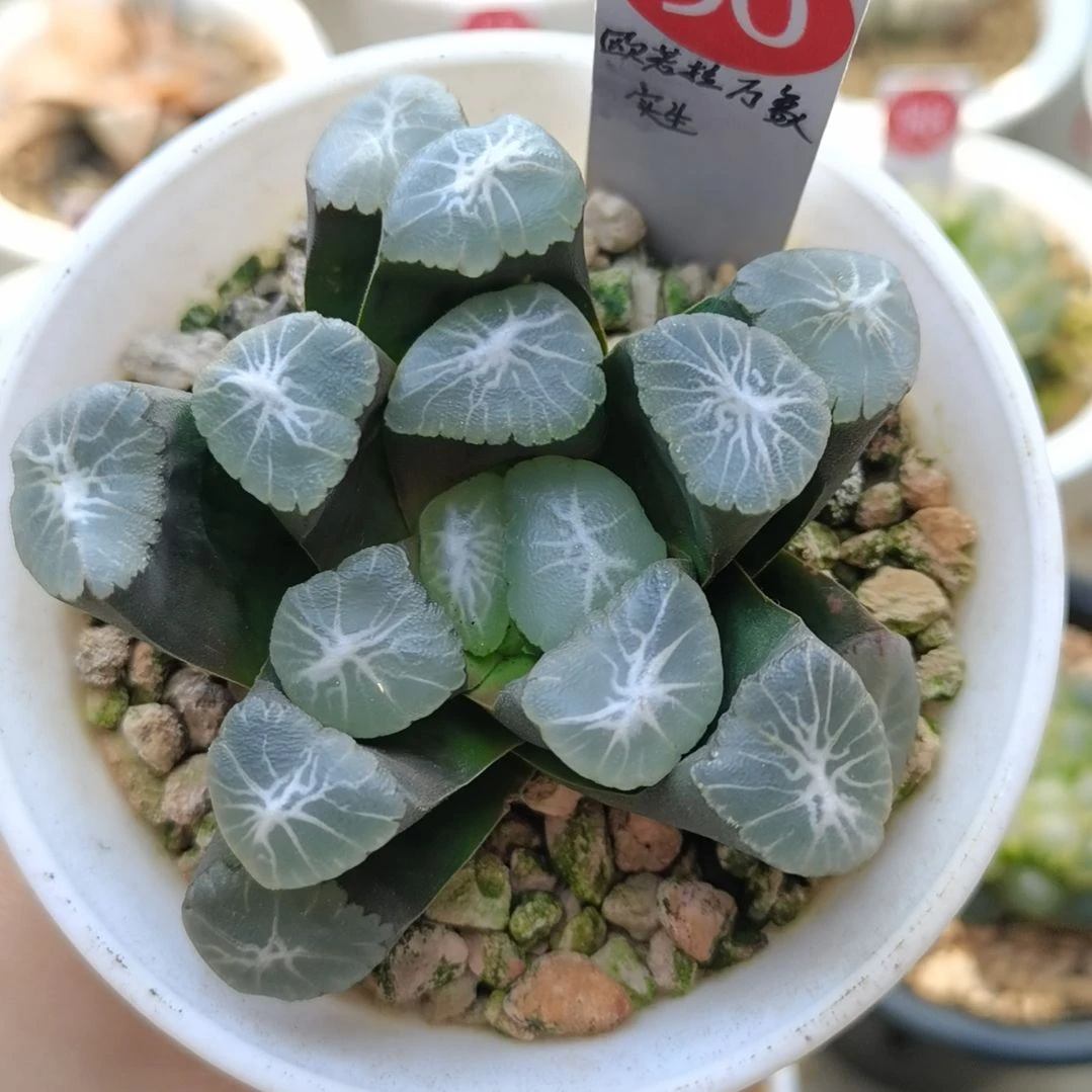 90号实生欧若拉万象一物一拍带盆土发货