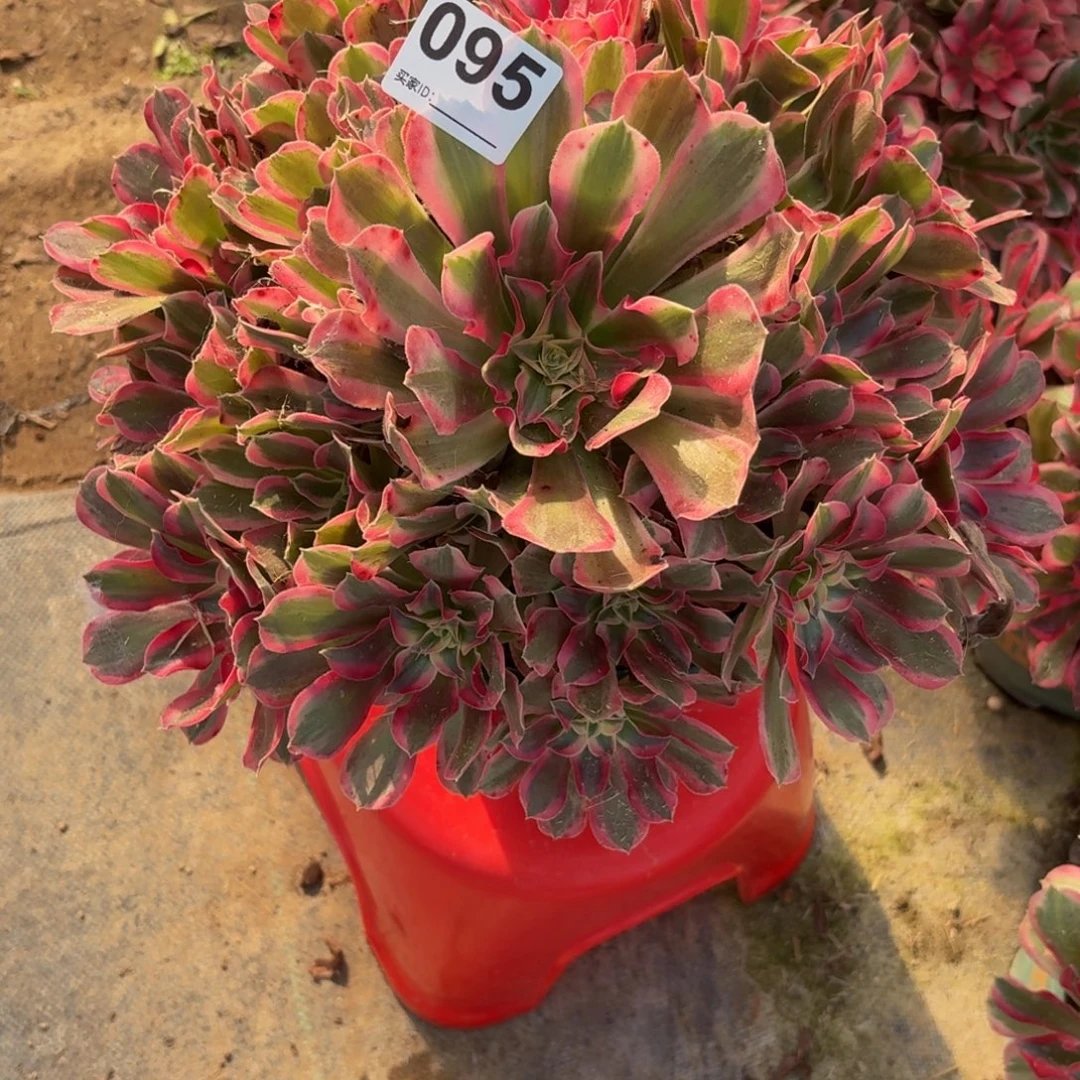 韩***燕095那眼神多肉植物发货