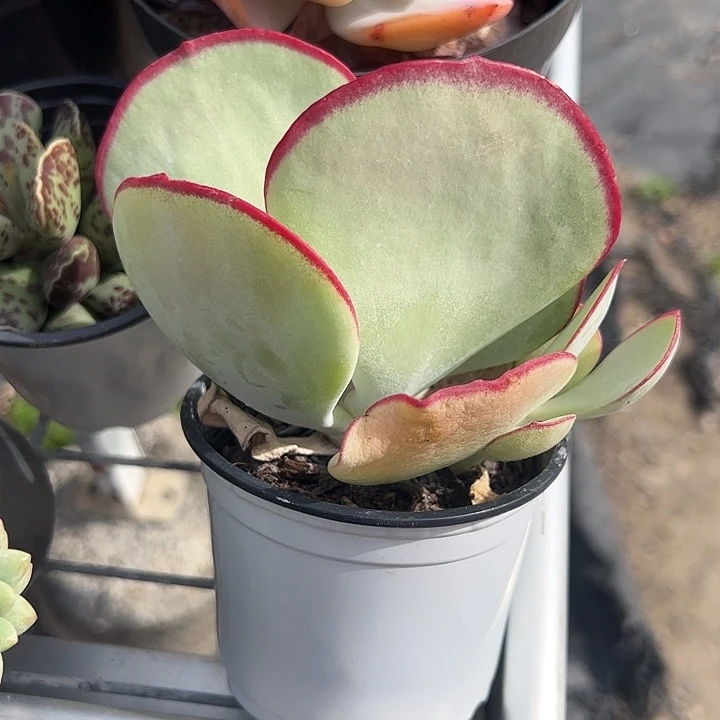 白眉群生多肉植物精品