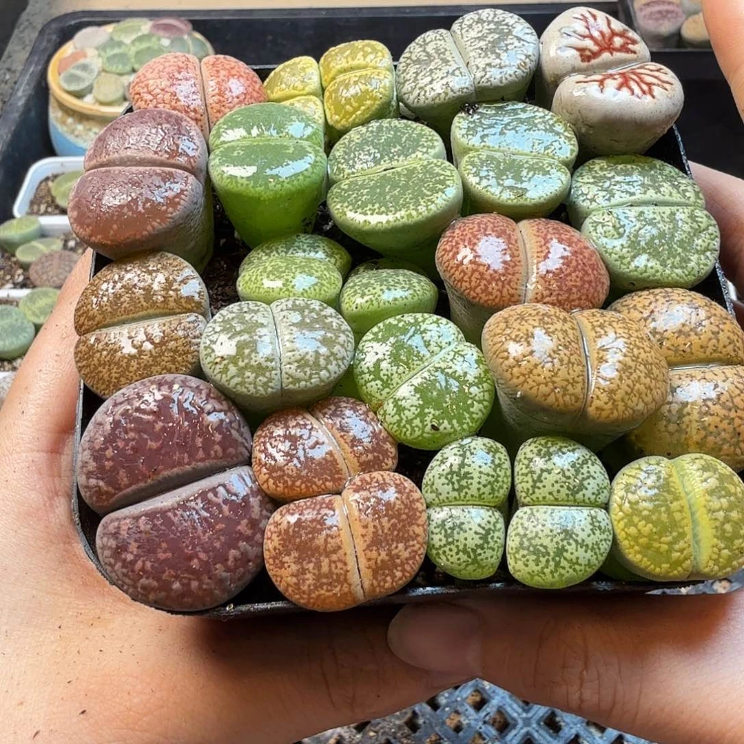 知***心多肉植物的生长环境37