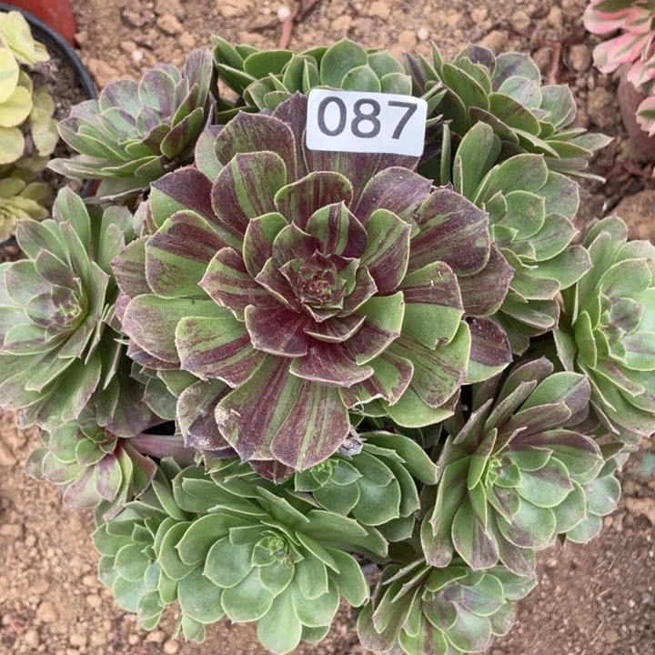 无花朵087多肉植物花月夜