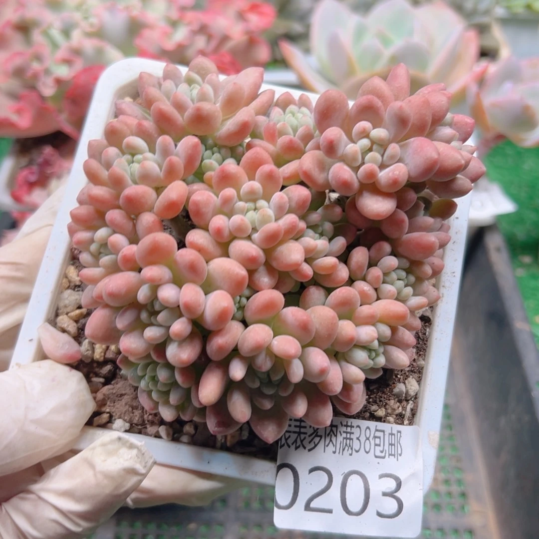 多肉一物一拍植物0203