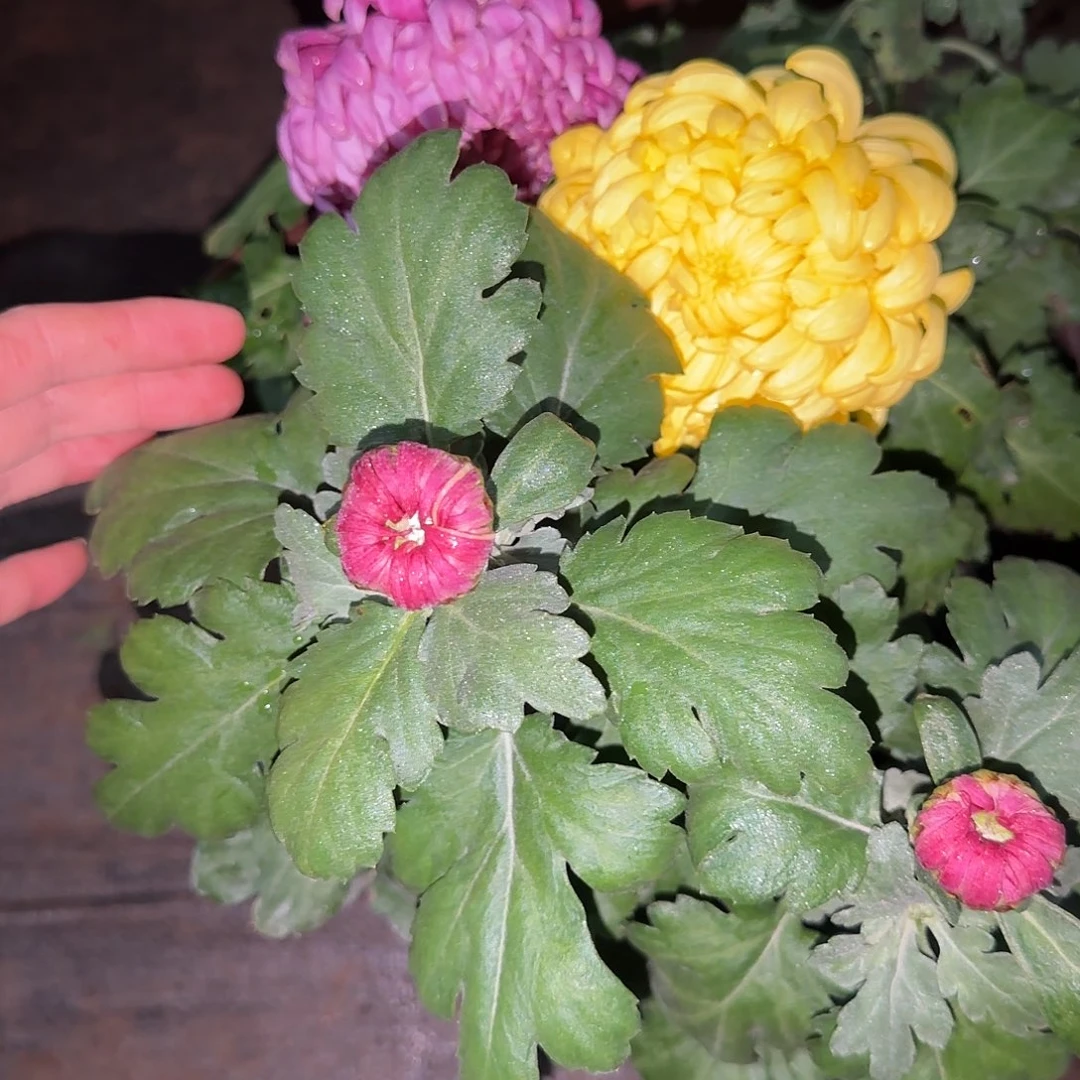 全部花朵Y000000008