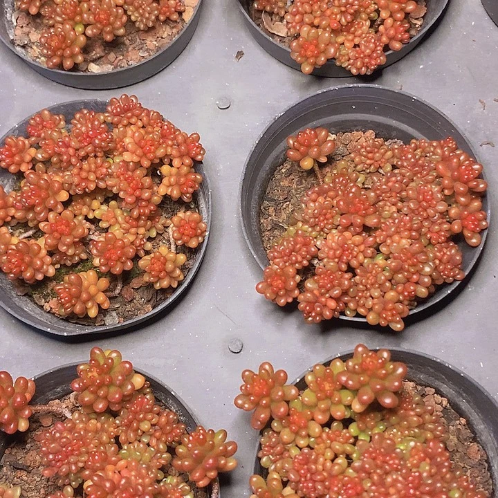 妈妈咪缀化脱土发