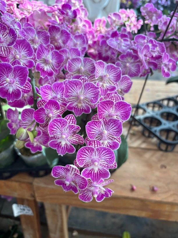 蝴蝶兰———(绚丽)(任意两颗包邮只拍一颗发苗)