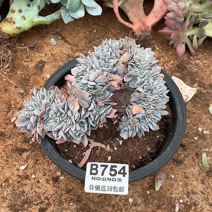 白茶缀化 默认微瑕 754