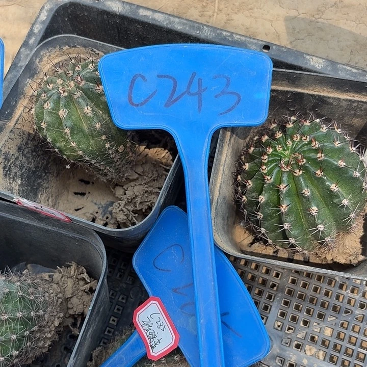 老***?C243,彩草4颗退单