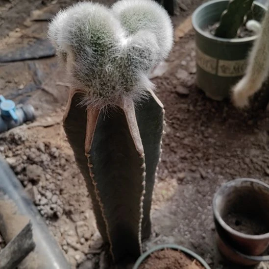 无花朵双头缀化一颗量天尺